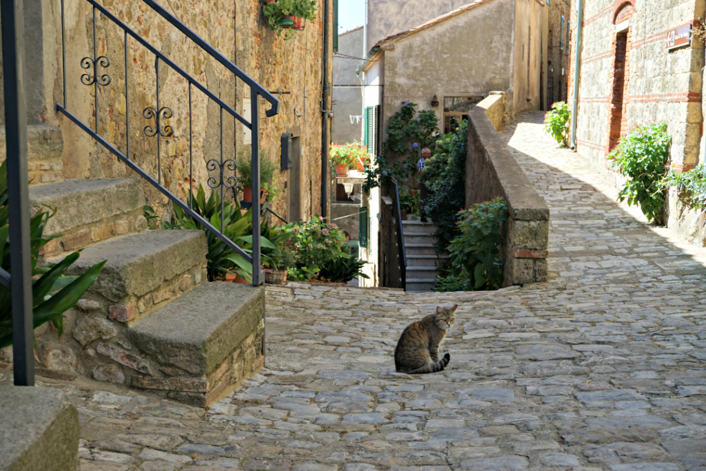 Alley cat