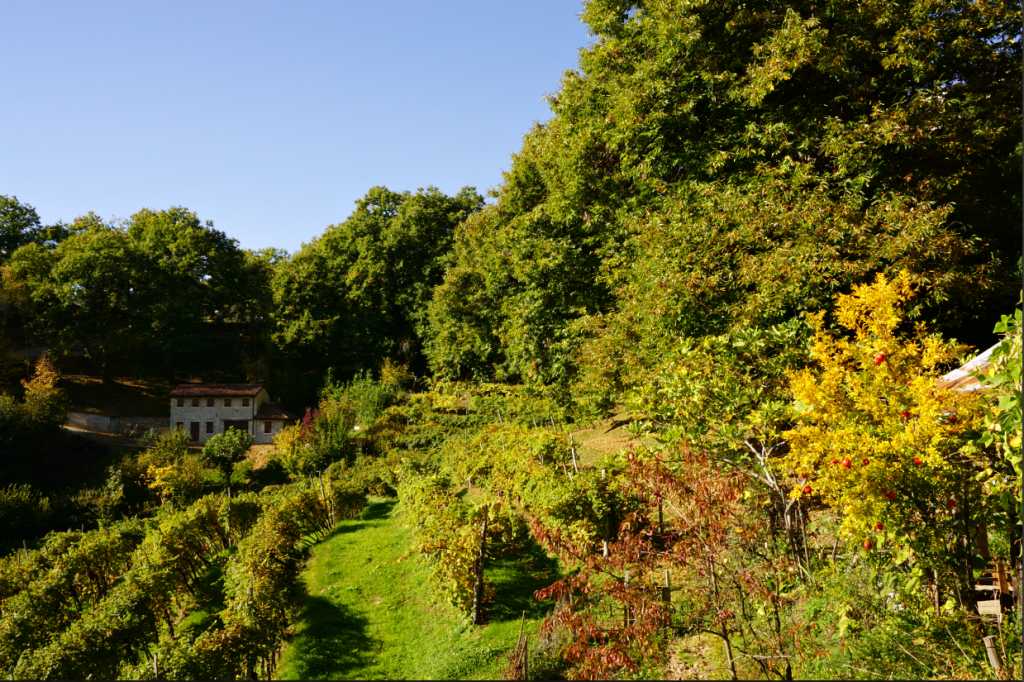 Along the Enchanted Wood trail