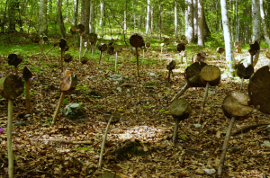 Arte Sella trail