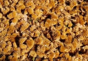 Trail full of chestnuts