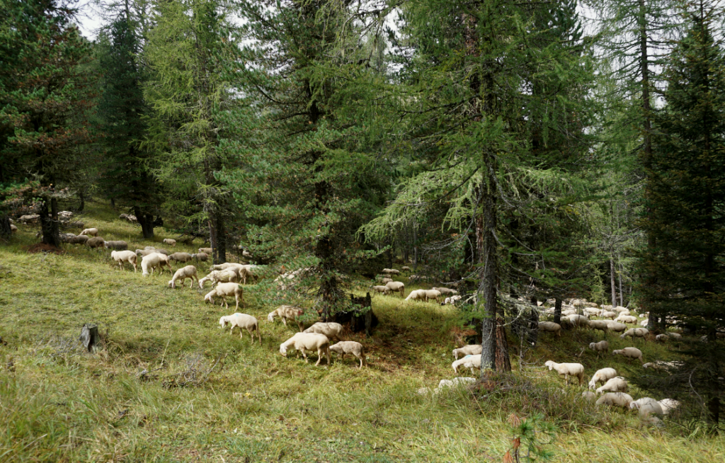 sheeps