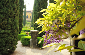 Wisteria