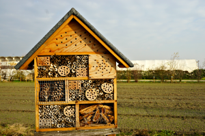 Insects House