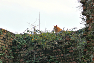 Rossini Cat