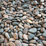 Cocoa beans