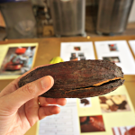 Actual cocoa fruit