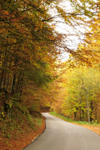 Cansiglio forest