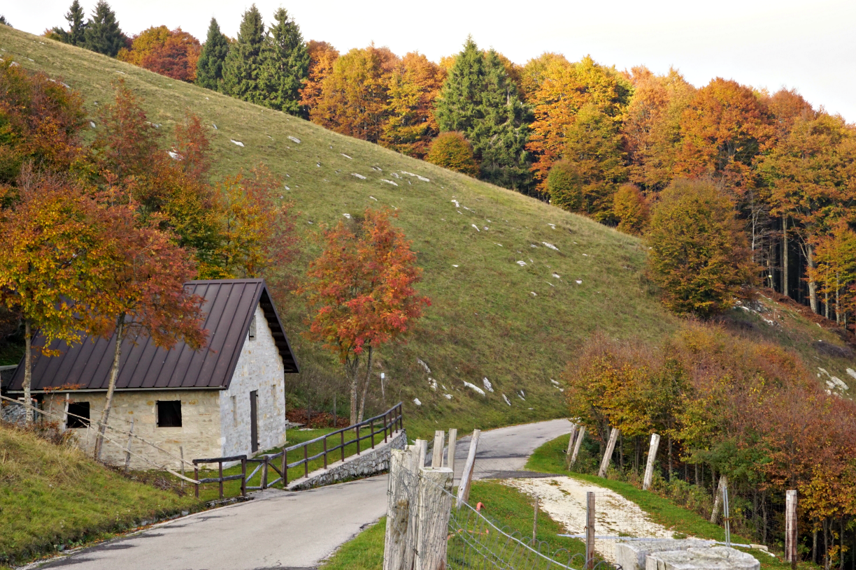 Cansiglio forest