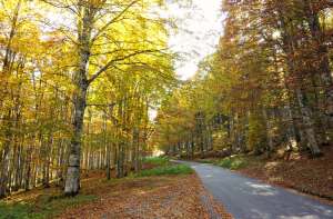Road to Monte Pizzoc