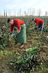 Hand picking radicchio