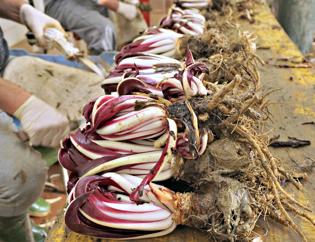 Radicchio di Treviso igp field at the second trimming Radicchio di Treviso igp field at the second trimming