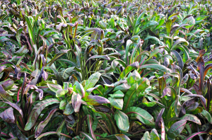 Radicchio di Treviso igp field
