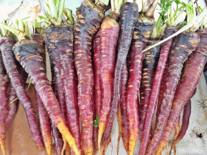 Purple carrots