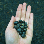 Olives