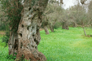 Ill olive trees
