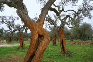 Olive trees in treatment