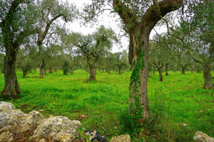 Healthy olive trees