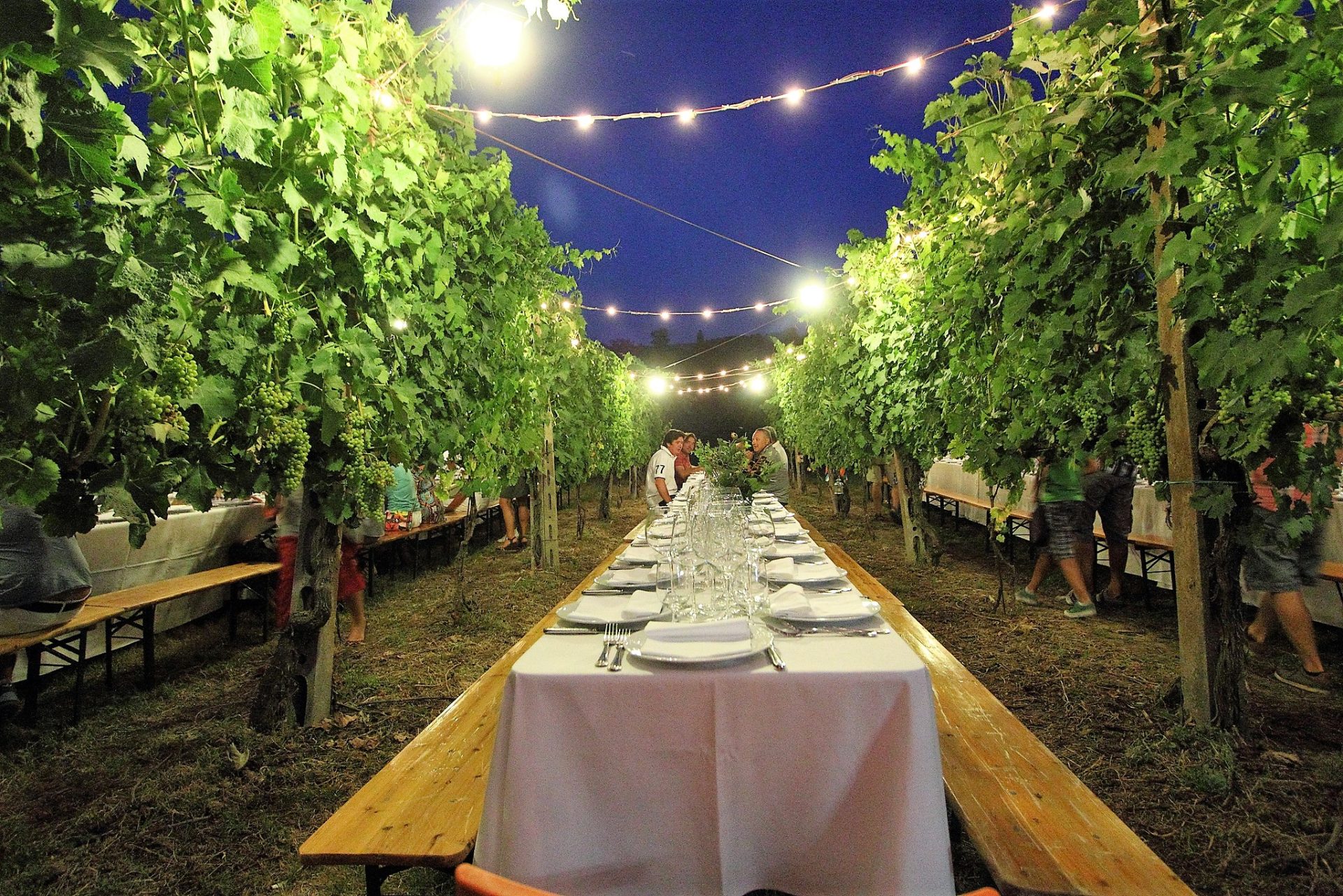 Dinner in the vineyard, photo by Valdichiana Living - What to do in Valdichiana