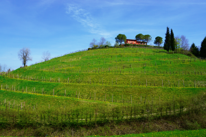 Prosecco hills