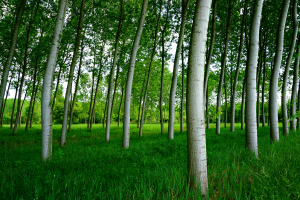 Poplars