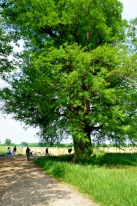 Secular trees