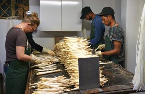 White asparagus