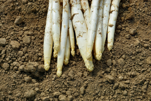 Asparagi di Badoere igp