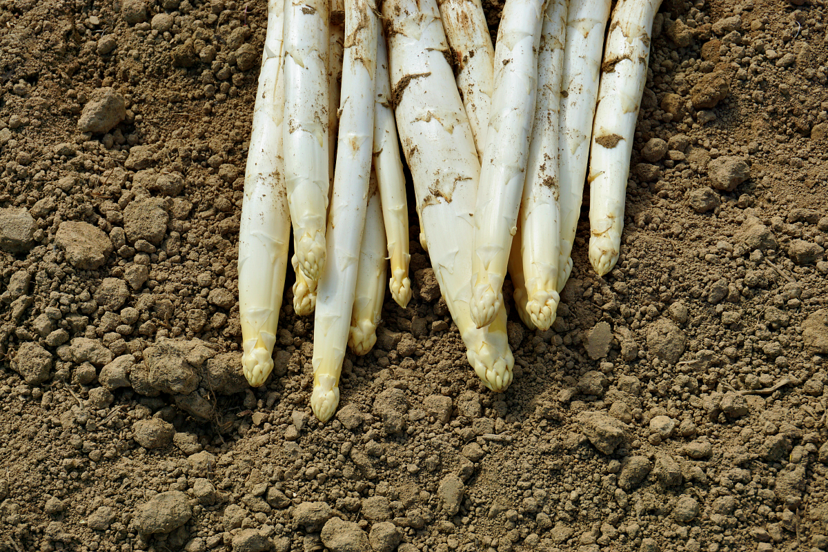 Asparagi di Badoere igp