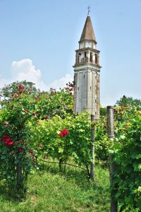 Vineyard, roses and campanile