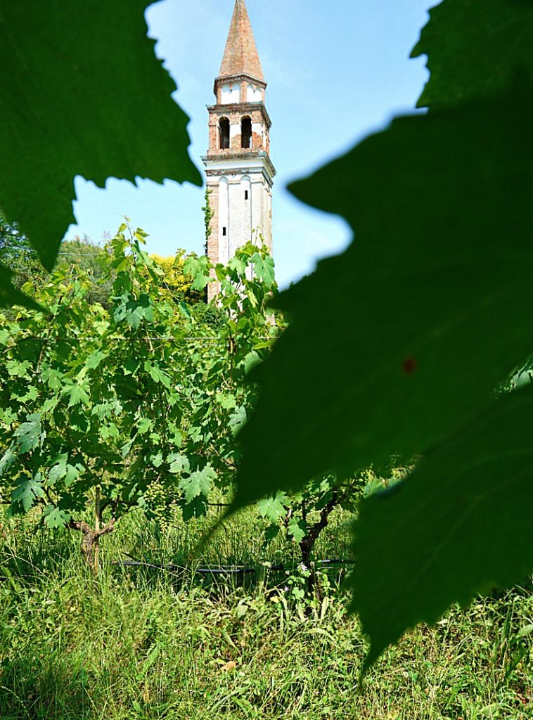 In the vineyard