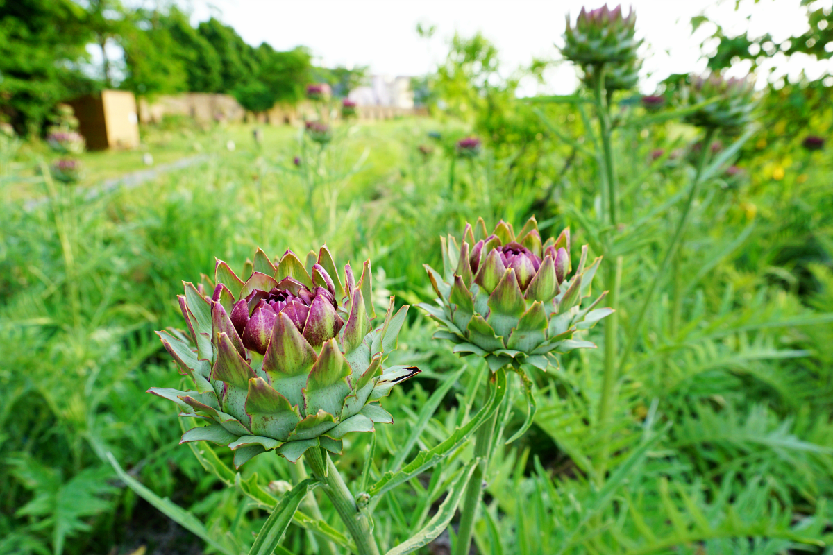 Artichokes