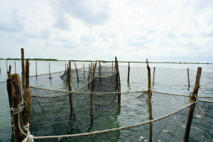 Fishing nets