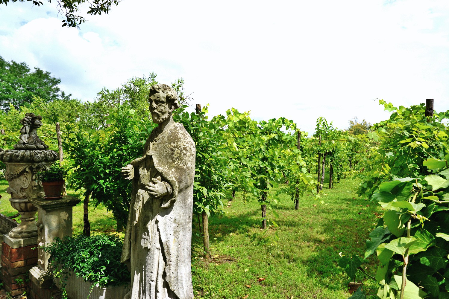 Torcello vineyard