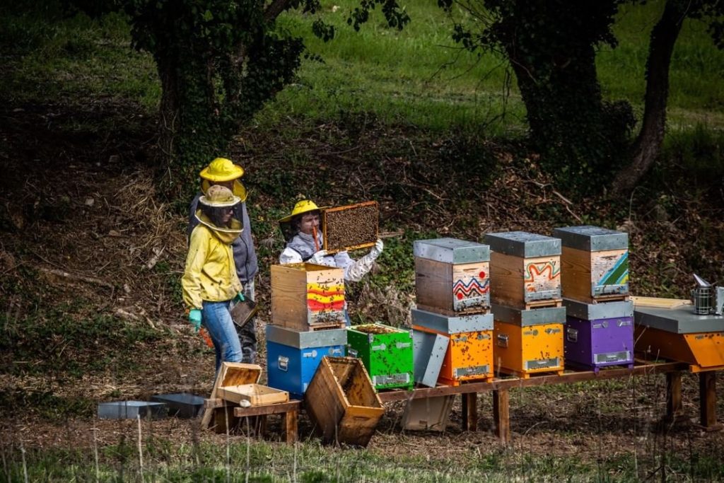 The bees, photo courtesy of Podere Trafonti