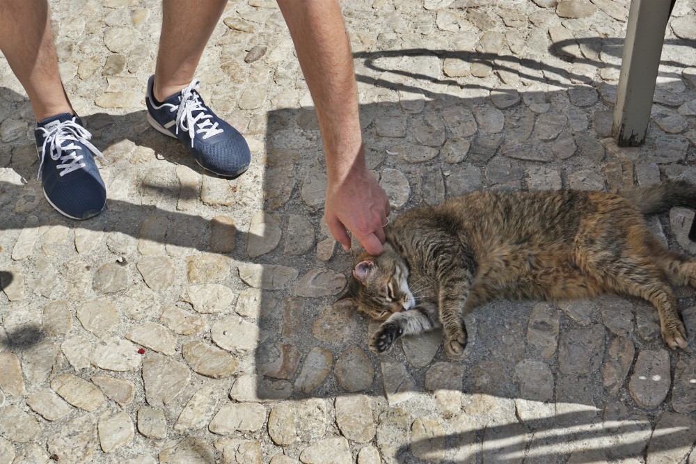 Fata the cat
