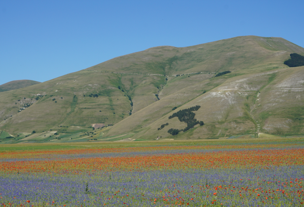 Italy shaped wood in Castelluccio di Norcia