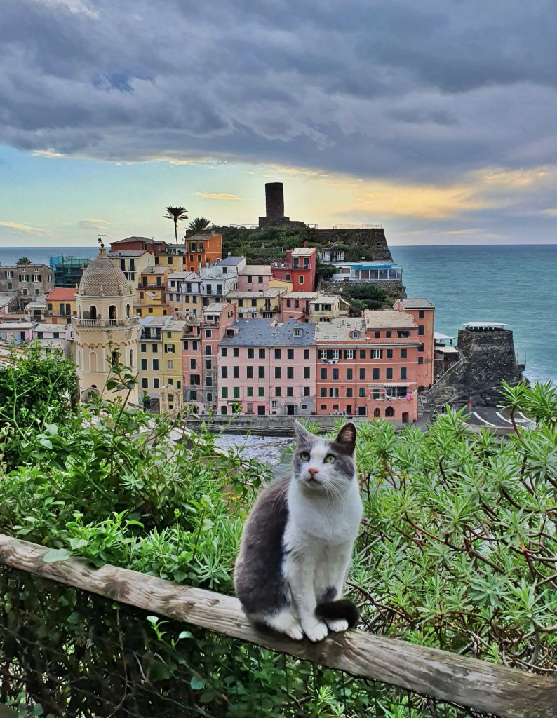 Cat in Vernazza